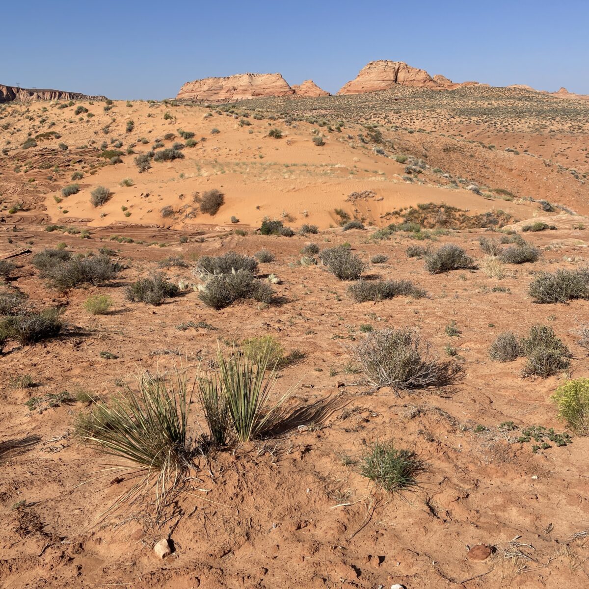 desert arizona