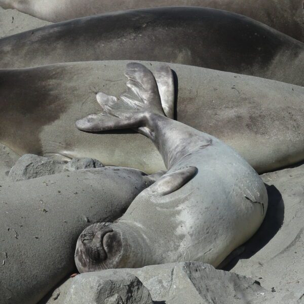 La plage de San Simeon et ses lions de mer en Californie