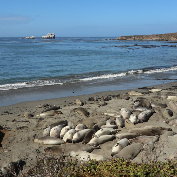 Sea lions beach San Simeon California